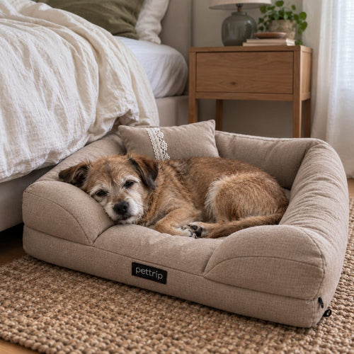 Cama sofa